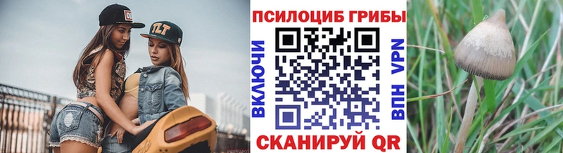 Купить где  Новоаннинский  Псилоцибиновые грибы GOLDEN TEACHER 